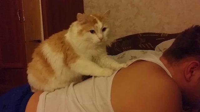 Почему коты спят с человеком ? Правда и мифы смотреть онлайн