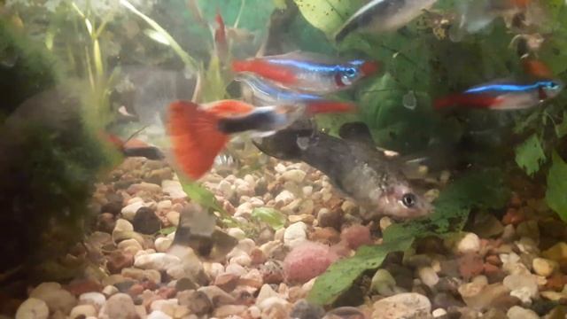 Кормление аквариумных рыбок аулофорусом (водяной змейкой) смотреть онлайн