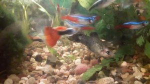 Кормление аквариумных рыбок аулофорусом (водяной змейкой)