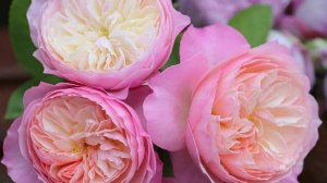 прекрасные розы с БОЛЬШИМИ БУТОНАМИ от rosebushes.ru