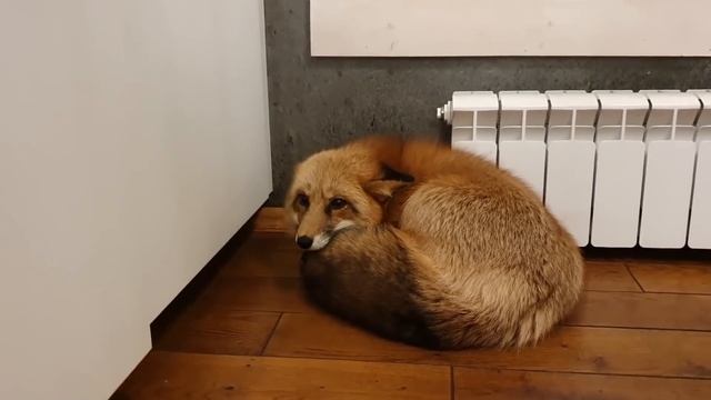 ЛИ СЯО. Алиса - Лиса. Вот оно какое, лисье горе. смотреть онлайн