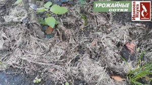 Дезинфекция и обеззараживание почвы в теплице и на грядках. Куда девать мульчу осенью?
