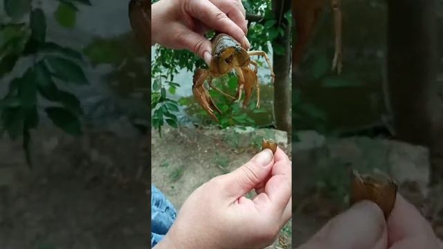 Вареные раки смотреть онлайн