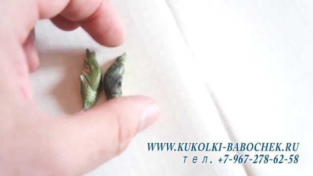 3  как отличить созревшую и несозревшую куколки