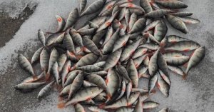 Зимняя рыбалка 2023 на ОКУНЯ // Ловля ОКУНЯ на мормышку