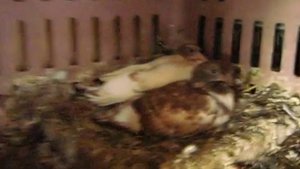 мои питомцы тит вов и К