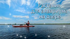 Показываю вам красоты области и находки с озера, выясняем что за растения. Июнь 2024 г.