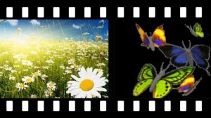 У природы много дней