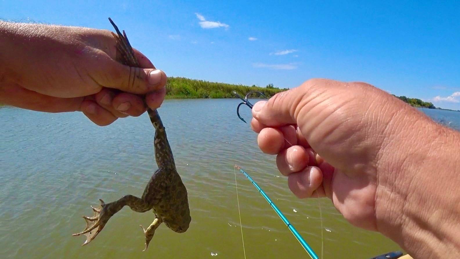 🛑ДИКИЕ МЕСТА Астрахани ОНИ ПРОГЛАТЫВАЮТ ЭТИХ ЖАБ СРАЗУ смотреть онлайн