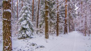 Воскресное Богослужение. 30.01.2022. 10:00