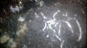 Дендробена обзор маточного червя.