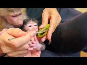 ТАК МИЛО! Люся со Степой ДЕЛЯТСЯ КИВИ! Степка ест только с ложки)))