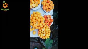 Урожай кумкватов, Кукле, Индио.