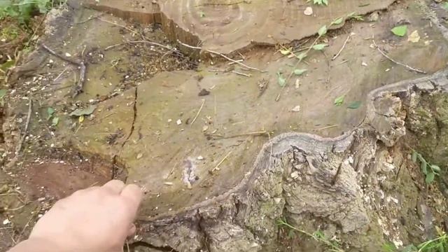 Как умертвить пень/дерево с корнями. смотреть онлайн