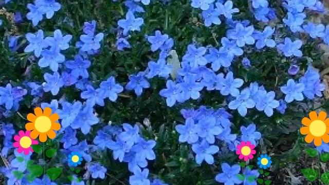 Литодора раскидистая Compact Blue. Краткий обзор, описание характеристик, где купить саженцы смотреть онлайн