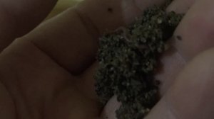 Разведение калифорнийского червя в домашних условиях