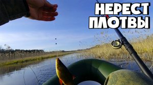 НЕРЕСТ ПЛОТВЫ НА ПОПЛАВОК | ЛОВЛЯ КРАСНОПЕРКИ | КАК ЛОВИТЬ ПЛОТВУ