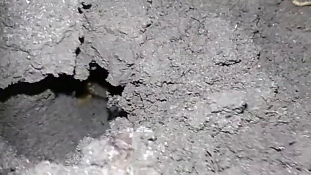 Медведка Звуки из земли смотреть онлайн