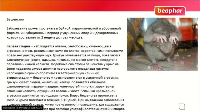 Декоративные крысы