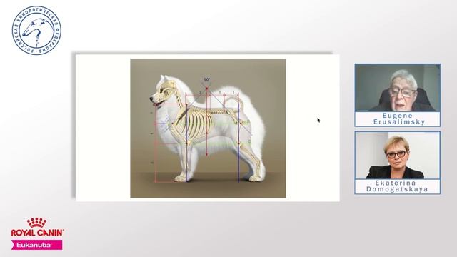 Russian national breeds: 9. Samoiedskaïa sabaka (Samoyed) | Responsible Breeding Online