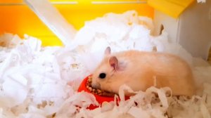 КАКОЙ НАПОЛНИТЕЛЬ ЛУЧШЕ ВЫБРАТЬ ДЛЯ ХОМЯКА??? КУКУРУЗНЫЙ, ЩЕПА, ОПИЛКИ, ДРЕВЕСНЫЙ?¿ Jessina weekday