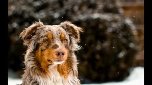 Австралийская овчарка. Australian Shepherd.