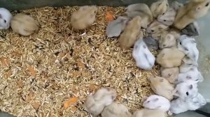 Хомяки джунгарики 2