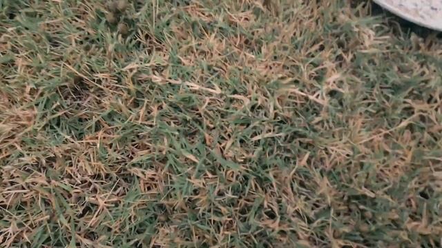 Украсила дом для Хэллоуин | Странные люди в нашем городе | Умная собака смотреть онлайн