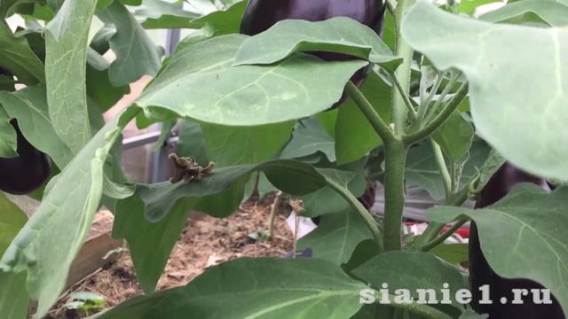 Баклажаны Мульчирование смотреть онлайн