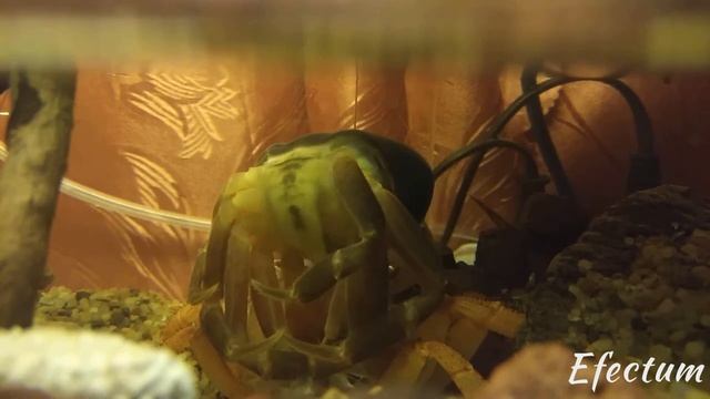 Линька радужного краба. Cardisoma Armatum смотреть онлайн