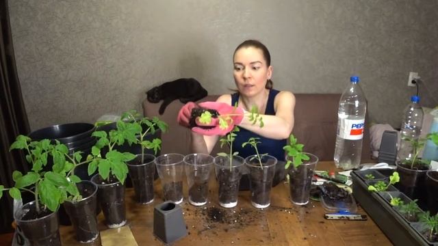 ТОМАТЫ в три этапа! Пикировка СИЛЬНО вытянутой рассады. Что попалось в пакете с семенами? смотреть онлайн