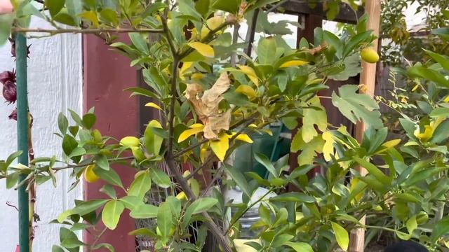 Growing a Limequat tree ~ Ground or Pot? смотреть онлайн