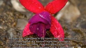 Почему гибискус сбрасывает бутоны