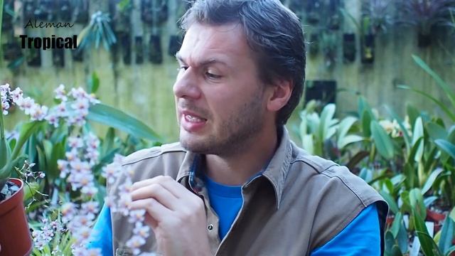 Oncidium sotoanum - Orchideen Pflege leicht gemacht! смотреть онлайн