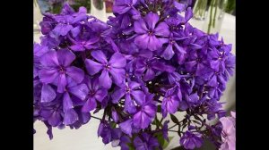 Выставка МИР ФЛОКСОВ 27-30июля 2023. Бот.Сад Петра Великого. С-Петербург