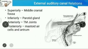 Anatomy of The Ear _ ENT _ Otorhinolaryngology _ Anatomy Lectures _ ENT Lectures _ Online MBBS