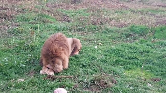 Лев Антон оценил новые хоромы. Уживется ли с молодым соседом?Парк львов " Прайд" Абхазия 11.2022 смотреть онлайн