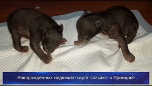 Новорождённых медвежат-сирот спасают в Приморье