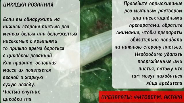 Вредители роз #советысадоводам #розы