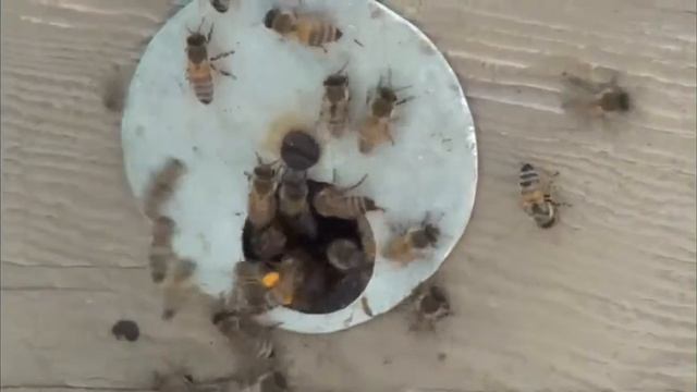 Пчёлы собирают нектар с акации. смотреть онлайн