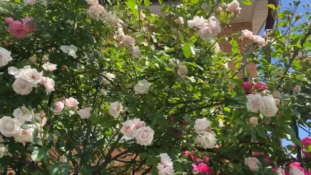 Цветение 2021г. Цветут плетистые розы, смотреть онлайн