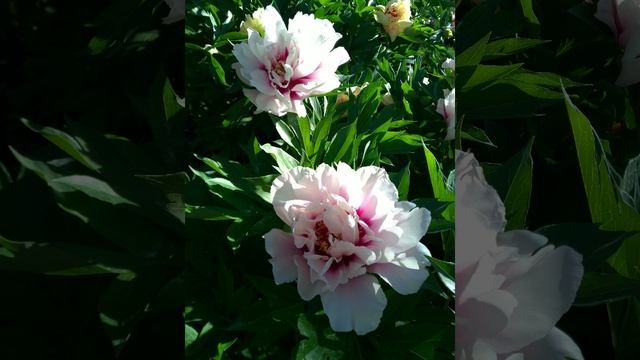 Пион Cora Louise смотреть онлайн