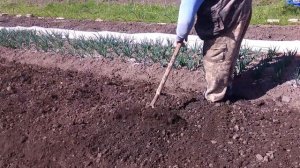 посадка свеклы в высокую грядку