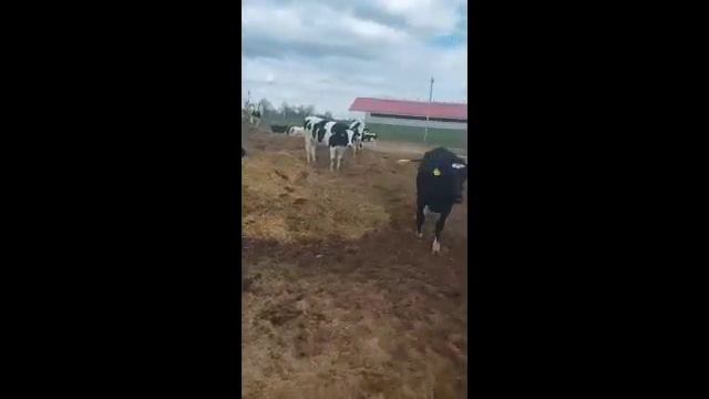 Племенные нетели Голштинской породы ПФО
