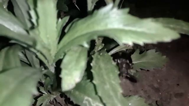 Жук усач Кожевник смотреть онлайн