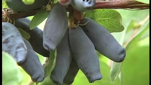 Жимолость.  Выбираем лучшие сорта!  