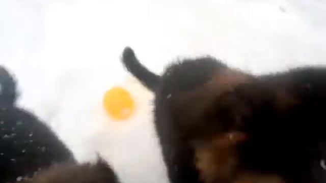 Немецкая овчарка