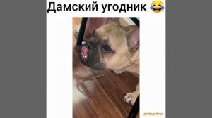 Дамский угодник