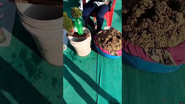 is paudhe ko Sanjivani buti kahate Hain смотреть онлайн