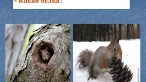 Изменения в жизни растений и животных зимой